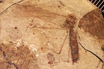 Media type: image;   Entomology PALE-1232